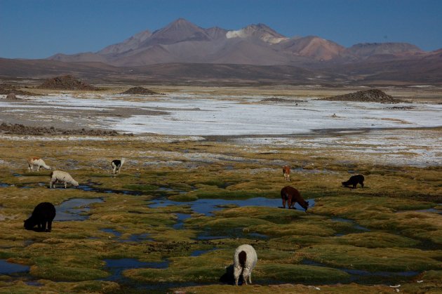 Reserva Nacional Las Vicuñas