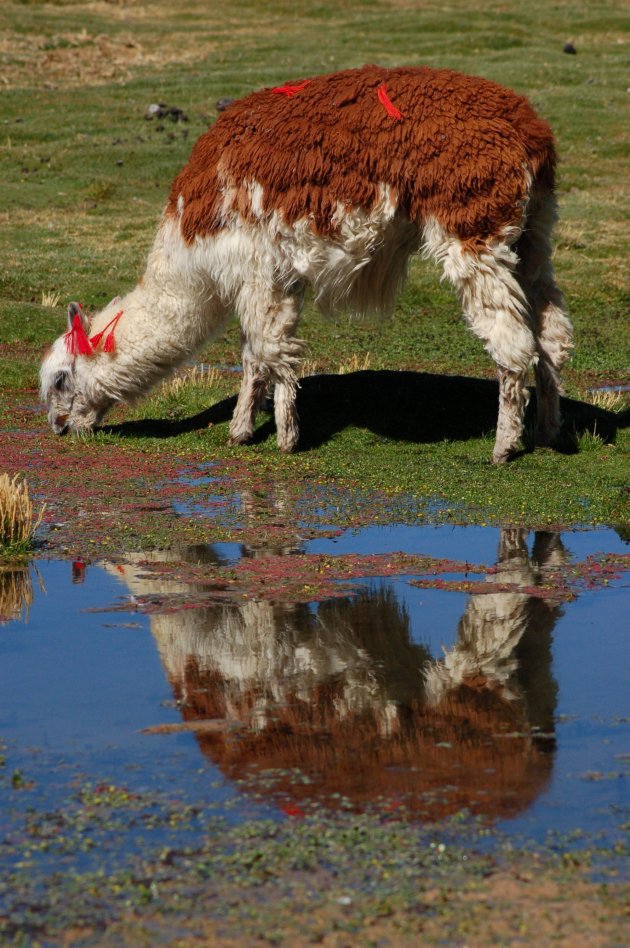 Chico Lama