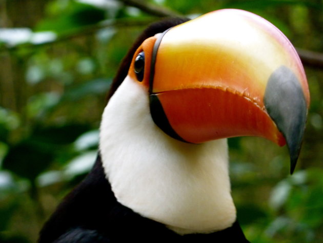 Close up Tucan