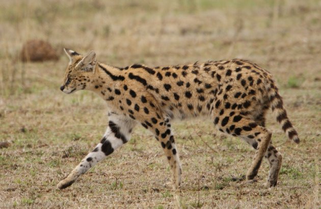 serval kat
