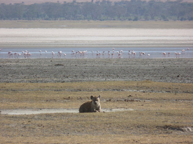 Hyena in Ngorongoro krater