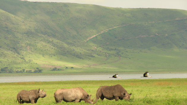 Familie neushoorns in Ngorongoro