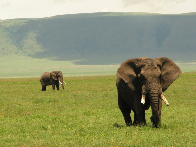 Twee olifantenstieren in Ngorongoro