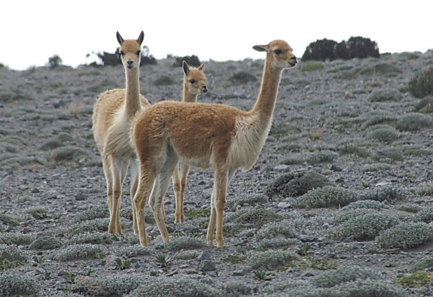 Vicuñas