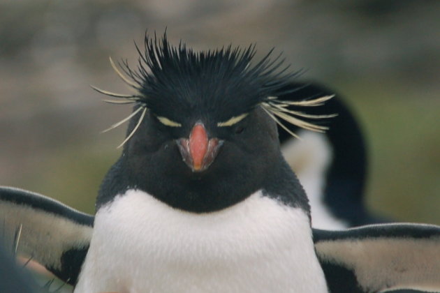Rockhopper pinguïn