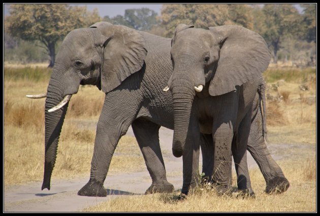 olifanten aan de Khwai rivier