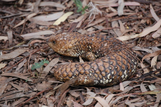 Sleepy lizzard