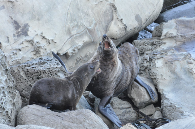New Zeland Fur Seals