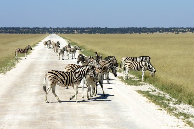 Zebra's op het oversteekpad