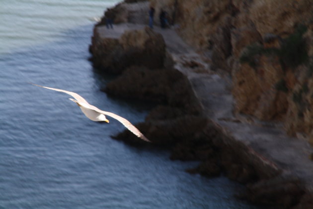 Zo leeft een meeuw in Albufeira