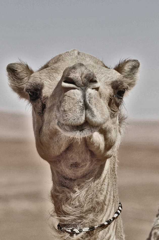  oman kameel