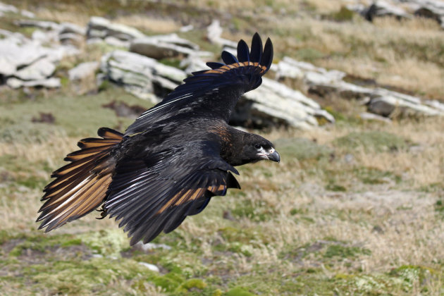 Johnny Rook caracara