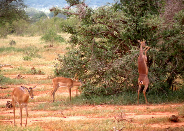 Gerenuk