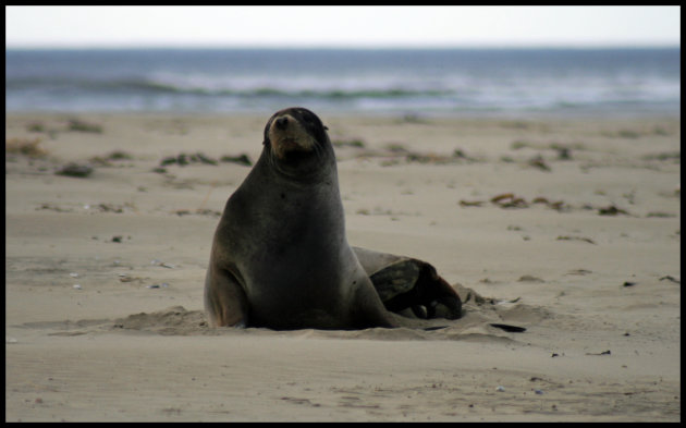 Hooker's Sea Lion