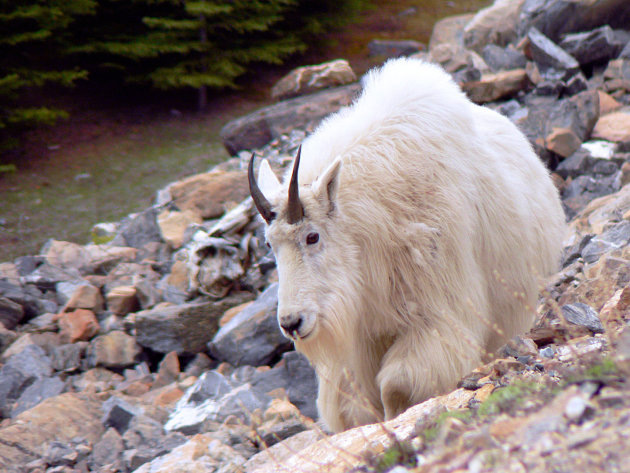 Mountain goat