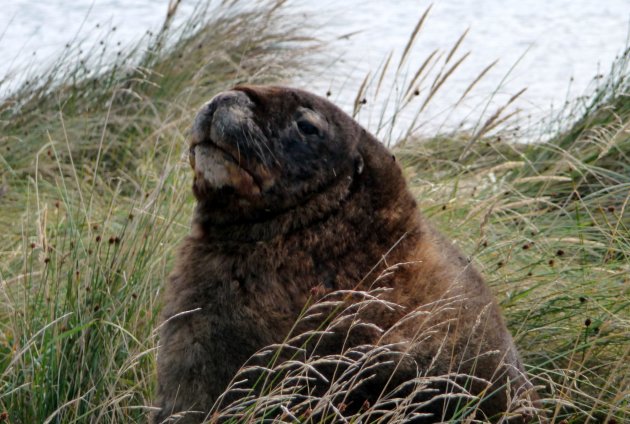 Sea Lion