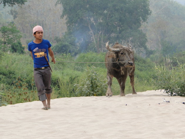 Boer met Buffel