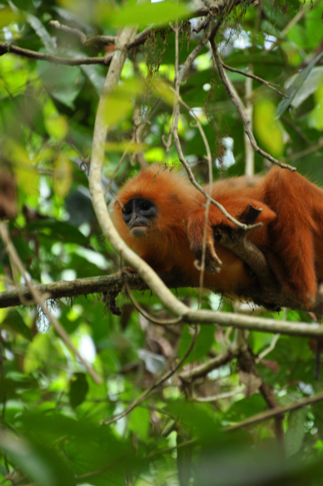 Red Leave Monkey