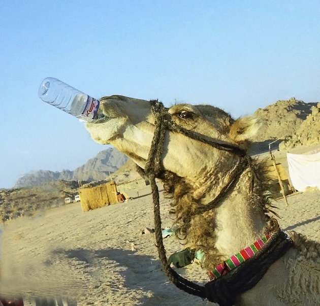 Thirsty Camel