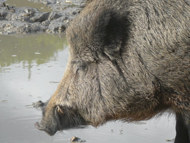 Zwijnen