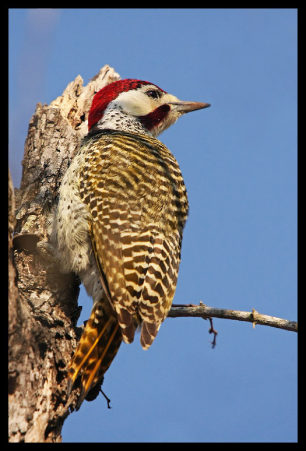 Woody woodpecker