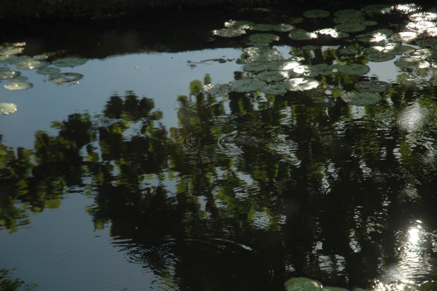 Kaaijmannetje