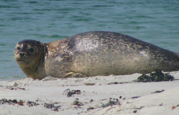 Dune zeehond