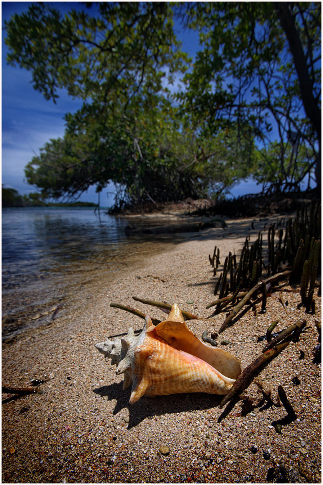 Conch Guliver Island