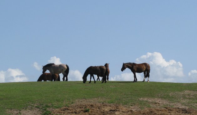 Paardenheuvel