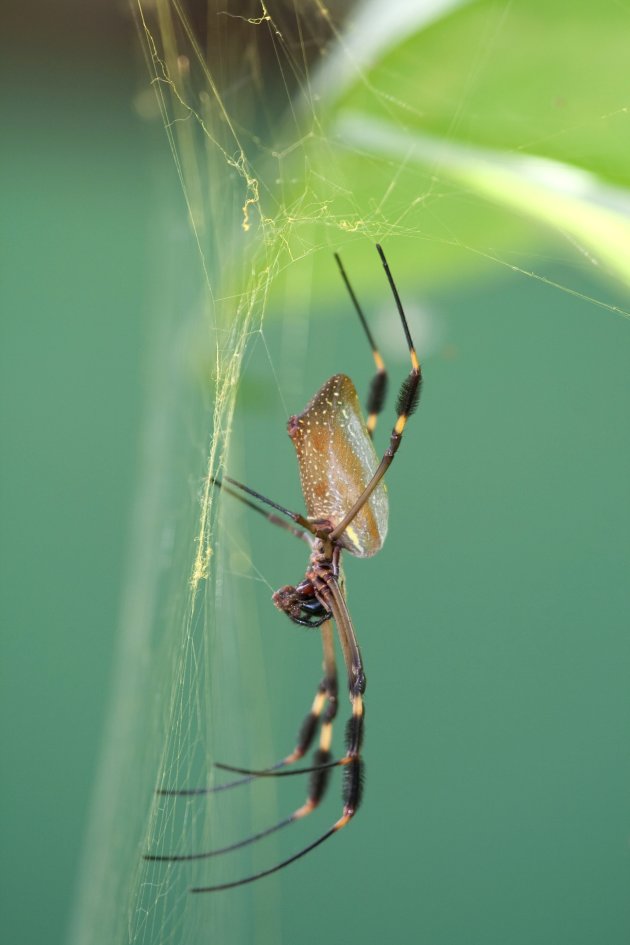 Nephila clavipes