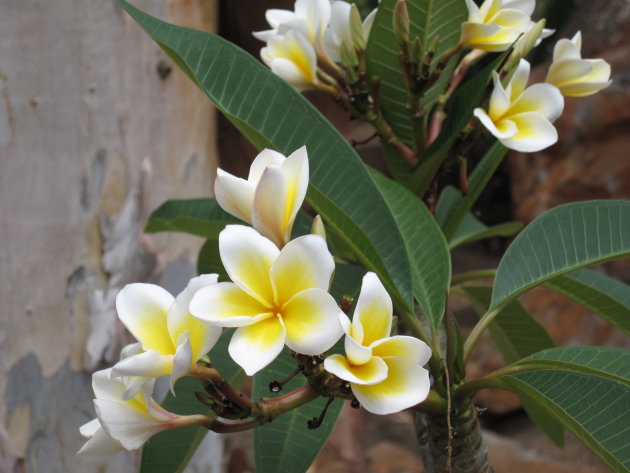 Flora in Mauritius