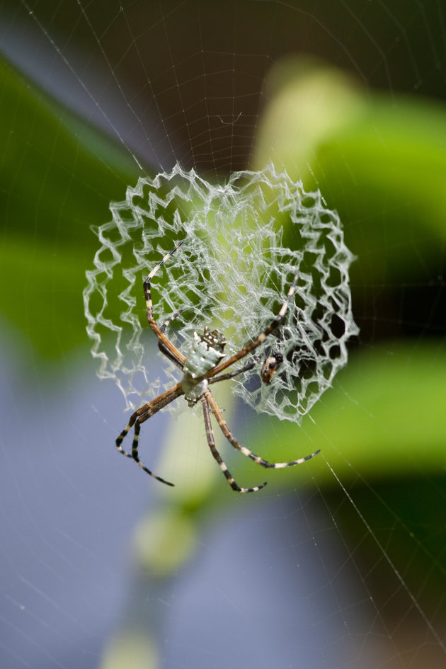 Nephila clavipes