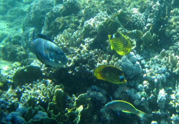 Marsa Alam duiken