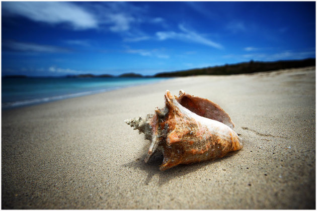 Conch