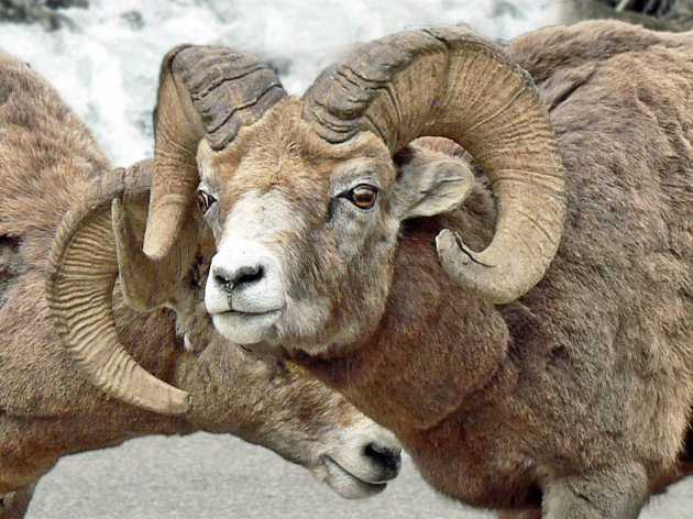 liefkozende big horn sheep