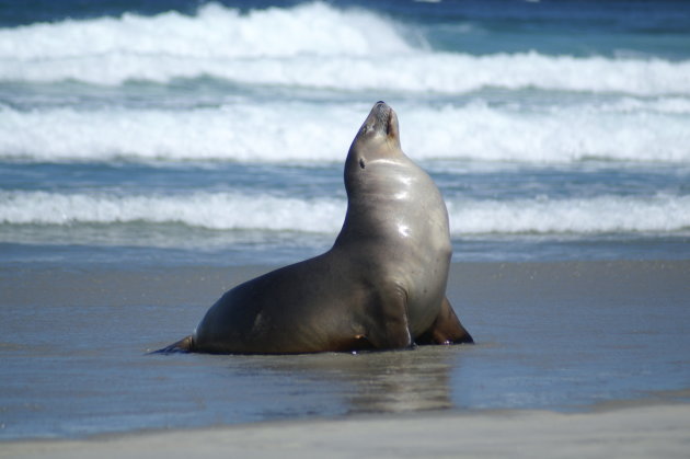 Zeeleeuw op Allans beach