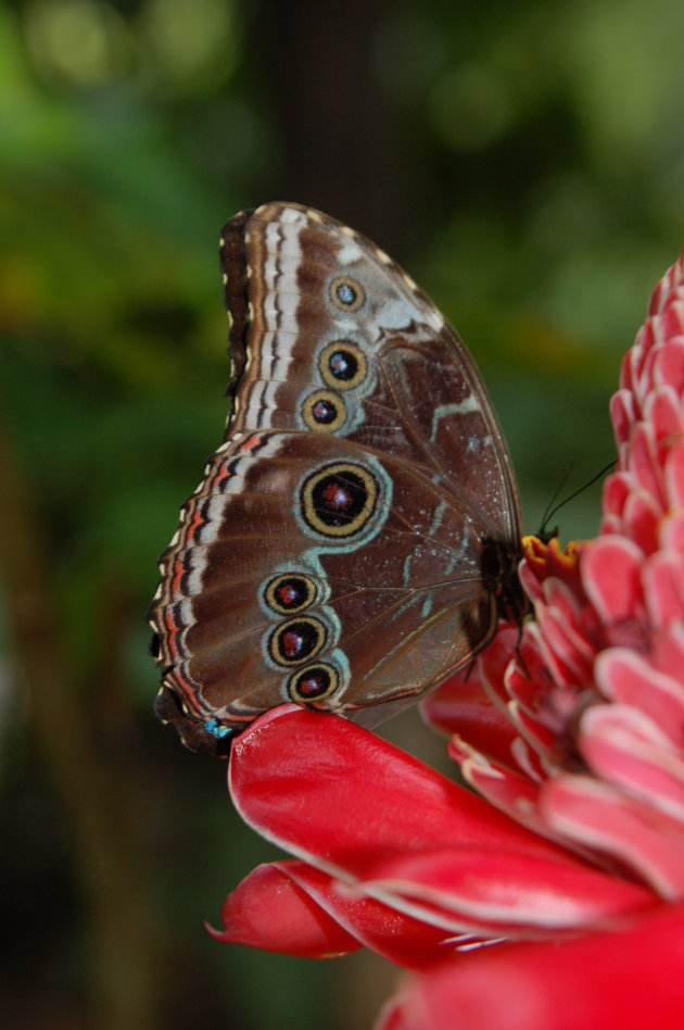 Blue Morpho