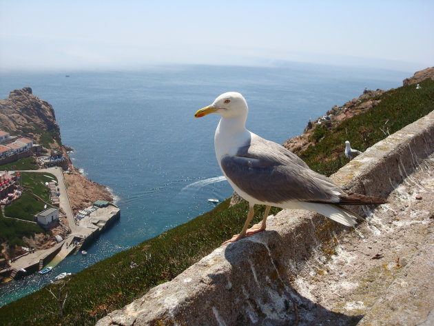 Zilvermeeuw op de Berlenga Eilanden