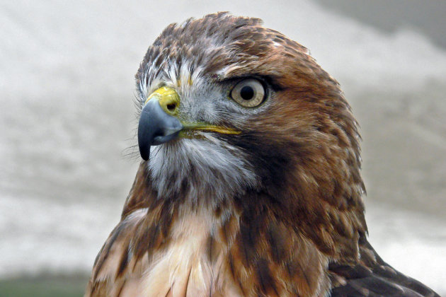 Roodstaartbuizerd