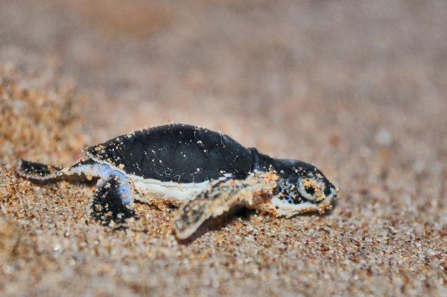 schildpadje op weg naar zee