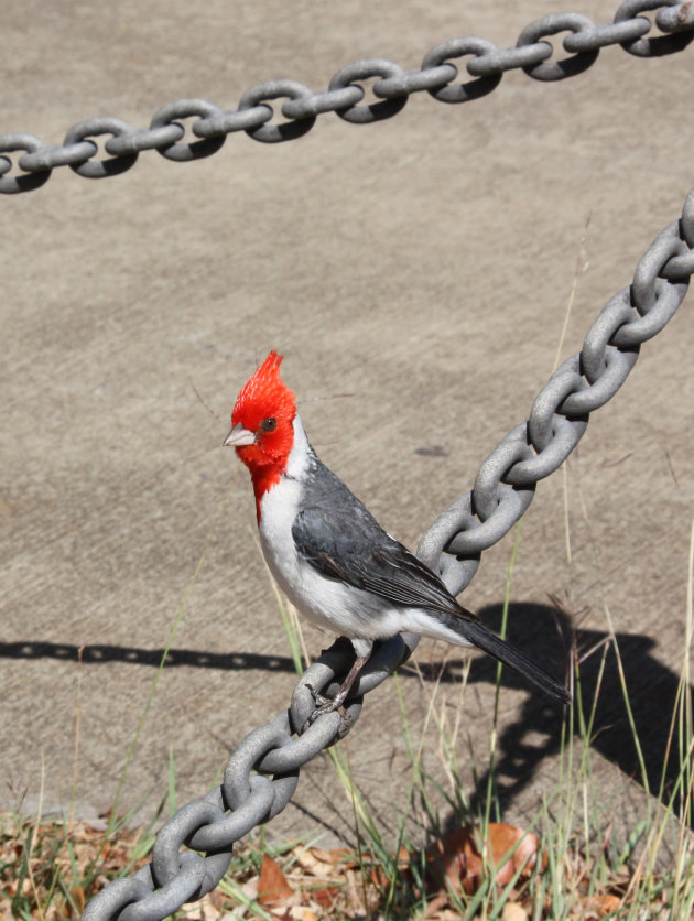 Brazilian Cardinal