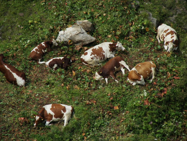 Koeien in het Alpengras.
