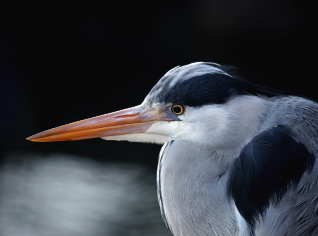 Blauwe reiger