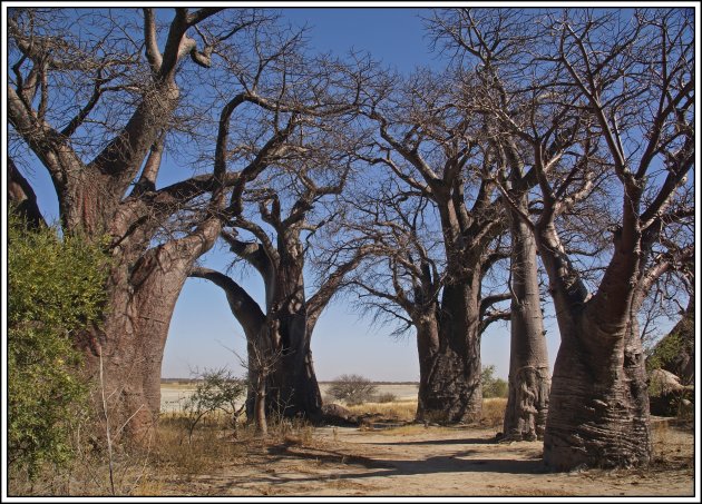 Baines Baobabs