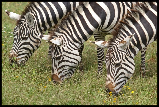 Trio Zebra