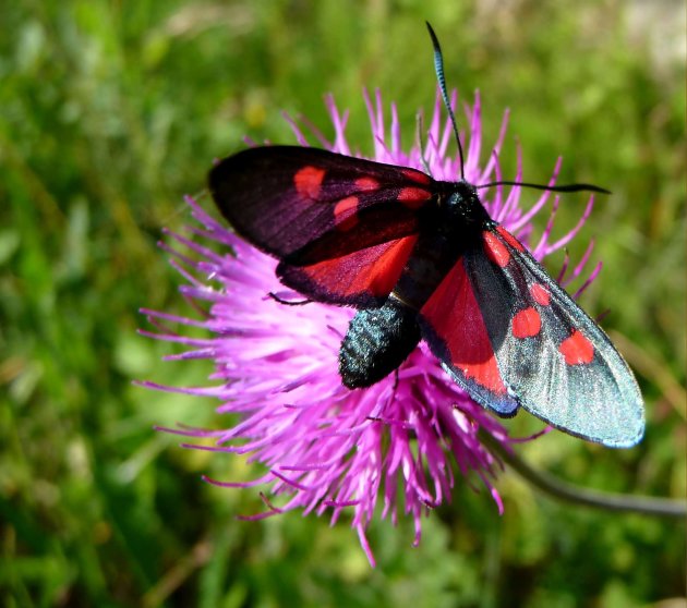 vlinder op bloem