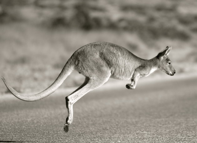 Kangeroe steekt de weg over bij Exmouth West Australië