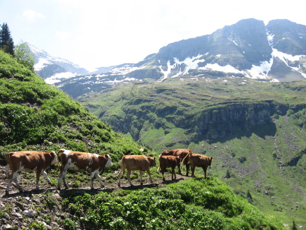 Koeien blijven lopen op het wandelpad
