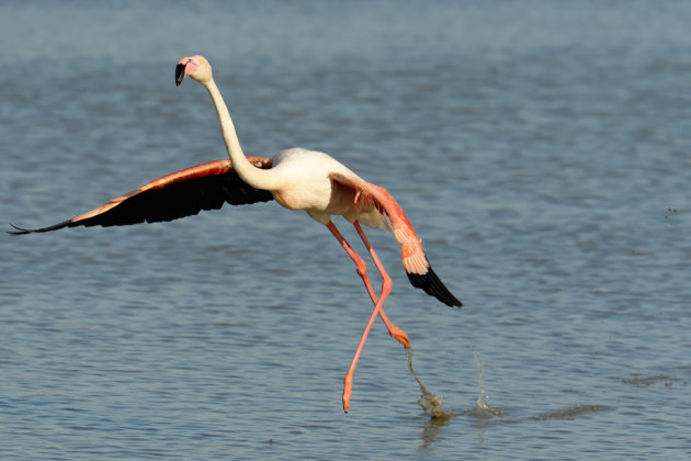 Le Camargue... flamingo's :-)