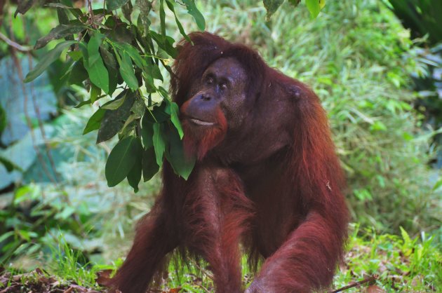 King, de koning van Danum Valley